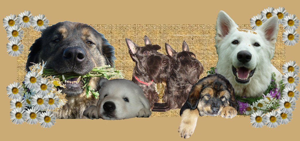 бурят-монгольский волкодав,бурят-монгольская собака,БМВ, хотошо ,банхар,щенки
